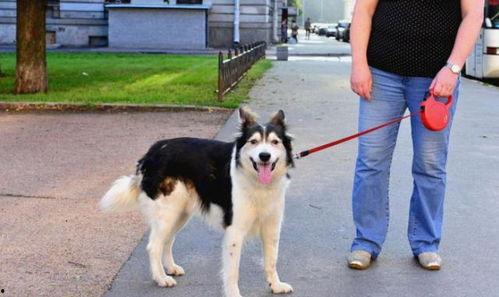 娱乐吃瓜酱骑车狗,骑行狗的趣味日常